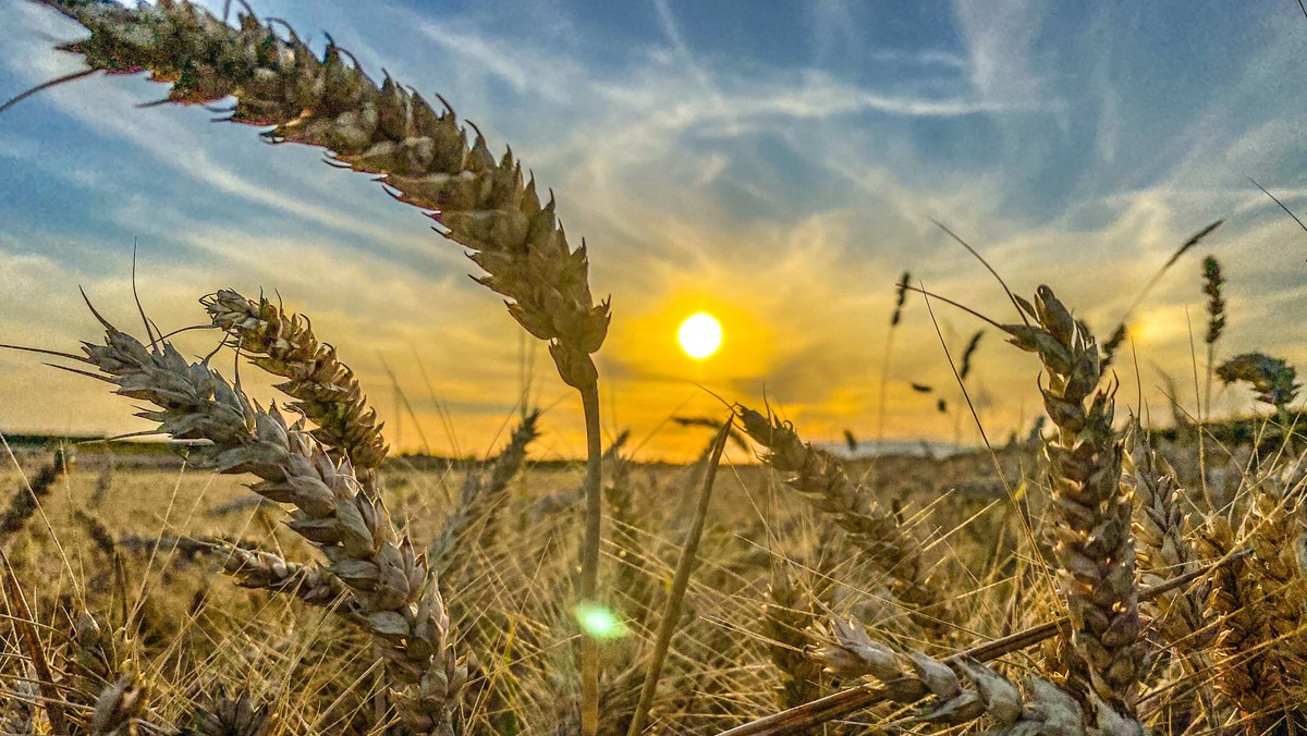 Mit dem Weizenkorn Ostern feiern