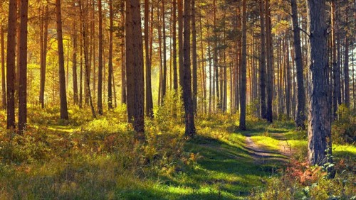 Pilgrimsvandringer i sommeren og efteråret 2022