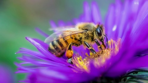 Bee Report - June