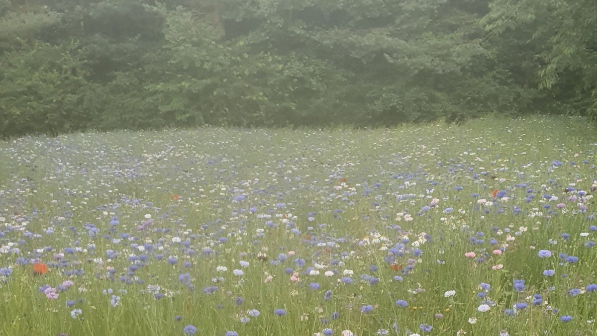 500 m2 blomster på Torpen