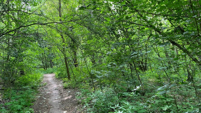 Üppiger grüner Waldpfad, der sich durch dichtes, belaubtes Waldgebiet schlängelt.