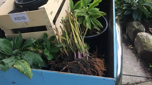 Kom og byt planter efter gudstjenesten på søndag