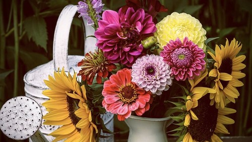 Georginer og asters