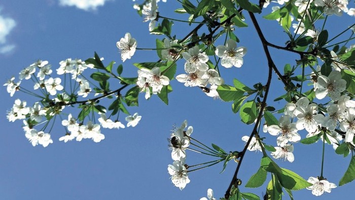 Kalenderomslag med blomstrende kirsebærblomster under en klar blå himmel for Grøndalskirken i foråret 2026.