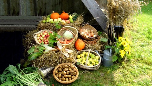 Erntedankfest am 2. Oktober um 11 Uhr auf Hof Blecken in Kohlenbissen