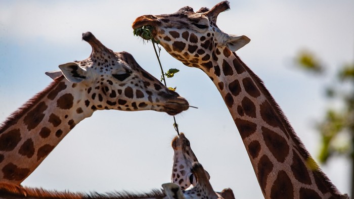Drei Giraffen essen Blätter unter blauem Himmel