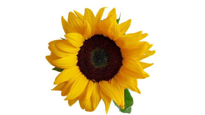 Gesichtersatz Sonnenblume