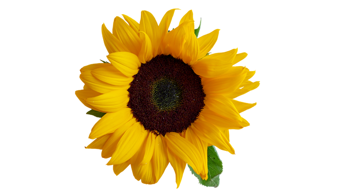 Gesichtersatz Sonnenblume
