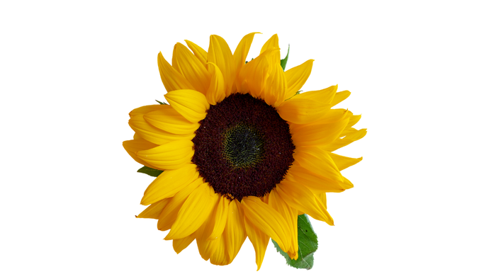 Gesichtersatz Sonnenblume