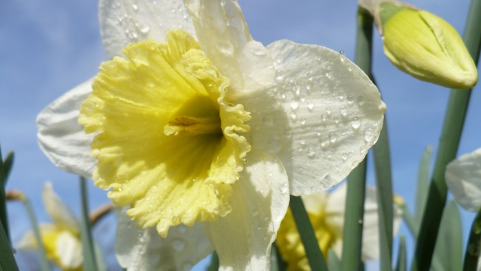 En blomst med hvide og gule farver og dråber på blærene