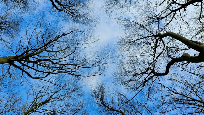 Bäume vor blauem Himmel mit Wolken