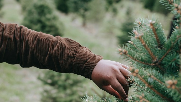 En person berører en grønne nåletræ.