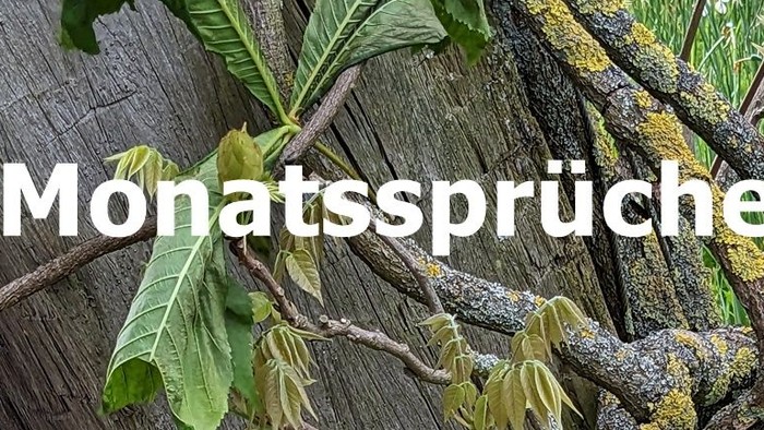 Ein Baumstamm mit Moos und grünen Blättern, beschriftet mit 