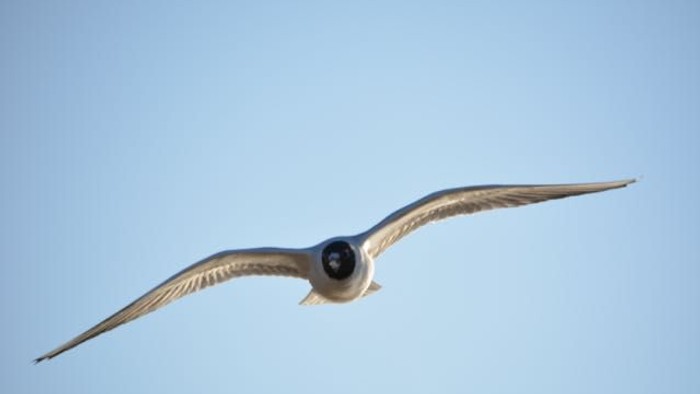 Ein Vogel im Flug mit ausgebreiteten Flügeln vor einem klaren blauen Himmel.