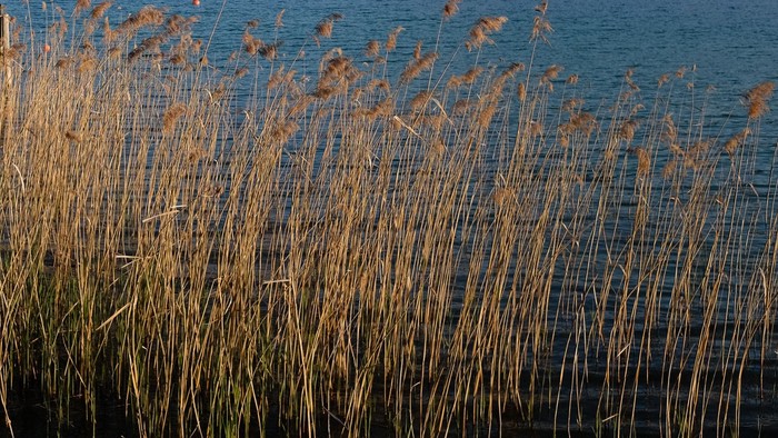 Malerische Hütte am See, umgeben von hohen Schilfrohren mit bergiger Kulisse unter klarem Himmel.