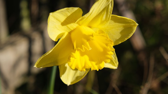 En lysgul narcisstjær blomsterer i naturen