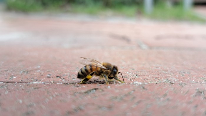 Eine Biene liegt auf einem roten Gehweg.