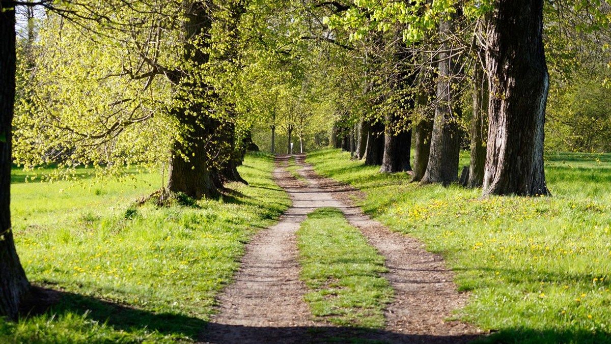 Kirschen und Kirchen am Weg