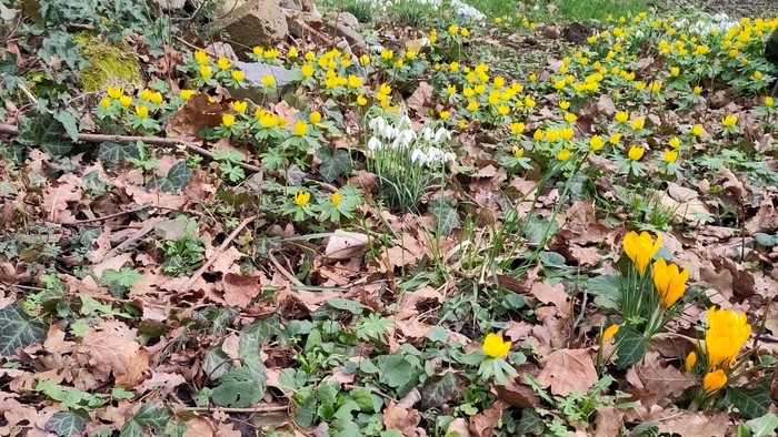 Ein blühender Garten mit gelben und weißen Blumen auf einem Hang.