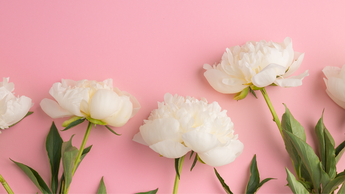 Weiße Pfingstrosen auf rosa Hintergrund