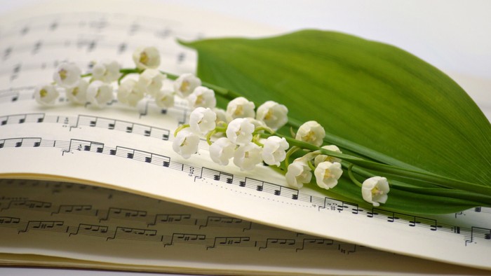 Weiße Blumen auf Notenblatt