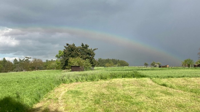 Ein bunter Regenbogen spannt sich über grüne Wiesen und Bäume unter einem bewölkten Himmel.