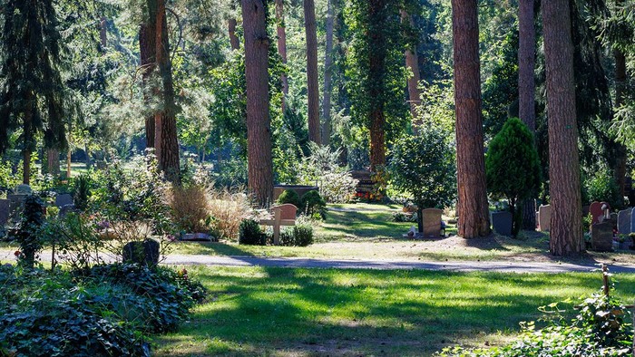 Ein schöner Garten mit hohen Bäumen und einem gepflegten Weg.
