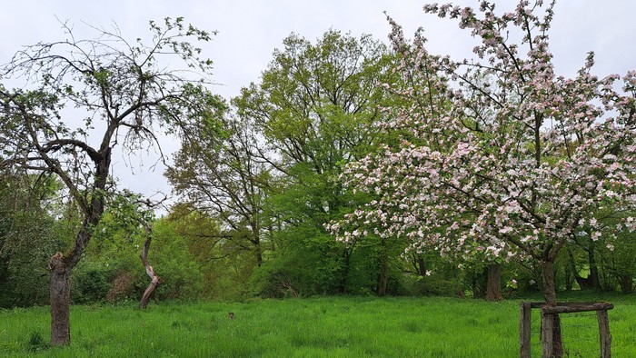 Ein friedliches Feld mit blühenden Bäumen und saftig grünem Gras.