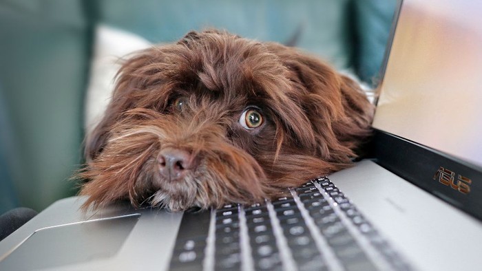 Ein brauner Hund liegt auf einem Laptop und schaut in die Kamera.