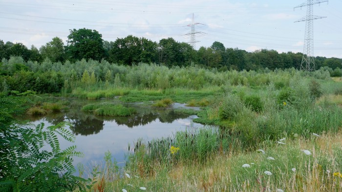 Ein kleiner Teich umgeben von hohem Gras und Bäumen, im Hintergrund Stromleitungen