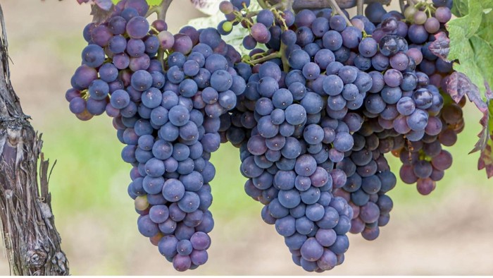 Weinprobe mit Weinjournalisten, Verkostung und Tanz am 15.11.2025 in Berlin