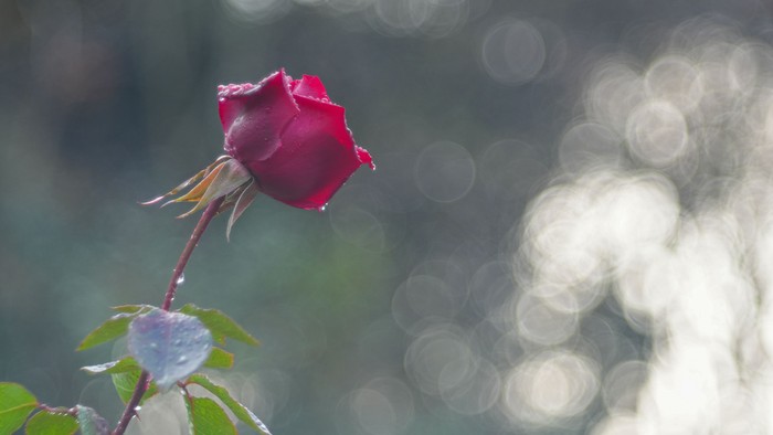 Eine rote Rose mit zarten Blütenblättern vor einem unscharfen grünen Hintergrund