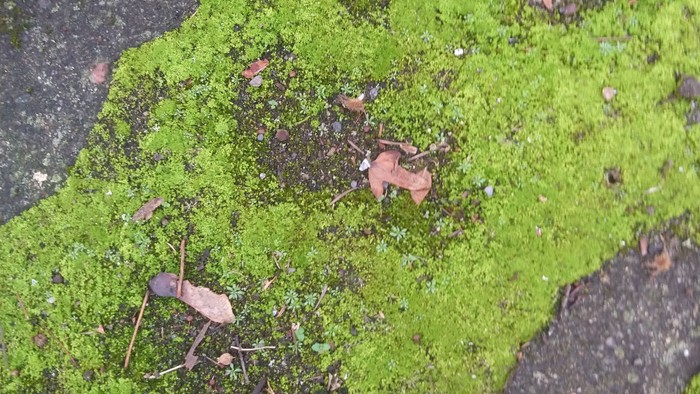 Geistliche Begleitung