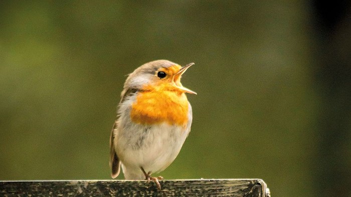 Ein kleiner Vogel mit rotem Kopf und grauem Körper sitzt auf einem Holzstück und singt.