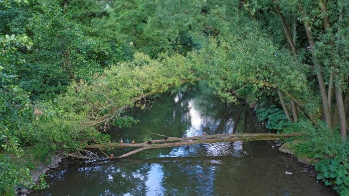 Ein ruhiger Teich umgeben von üppigem Grün und Bäumen