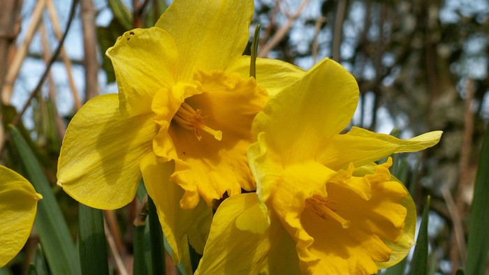 Guldaar med blomster.
