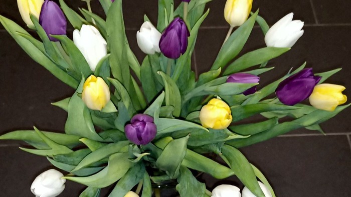 Foto: Blick von oben auf einen blühenden Tulpenstrauch mit Blüten in gelb, lila und weiß zwischen den grünen Pflanzenblättern.