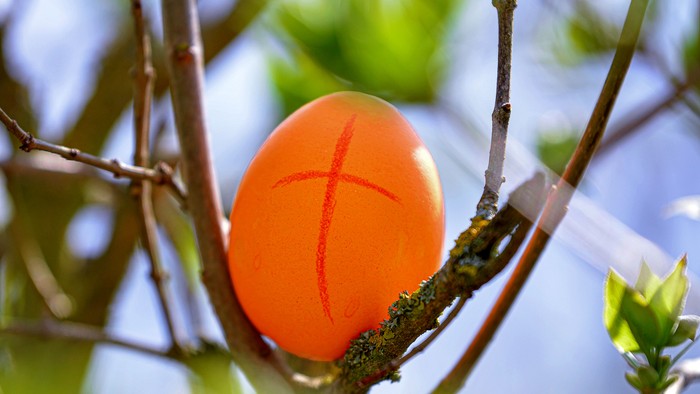Leuchtend orangefarbene Frucht mit Kreuzmarkierungen hängt zwischen grünen Blättern und Zweigen.