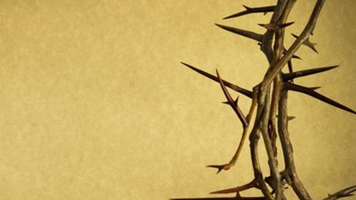 Einige Dornen vor gelbem Hintergrund