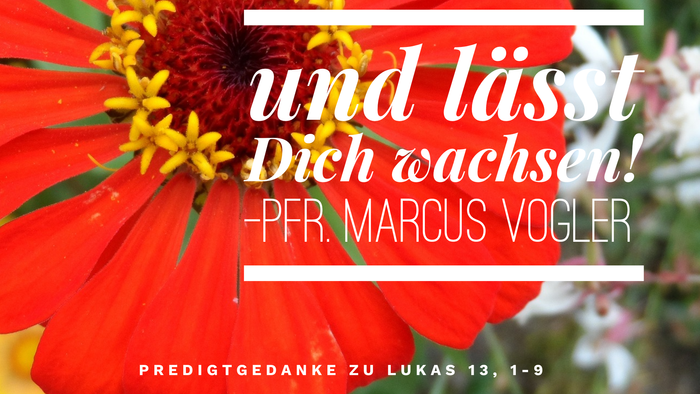 Eine rote Blume mit einem Zitat auf Deutsch von Marcus Vogler.