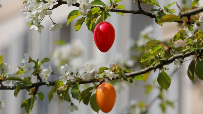 Zwei bunte Eier hängen an einem blühenden Baumzweig