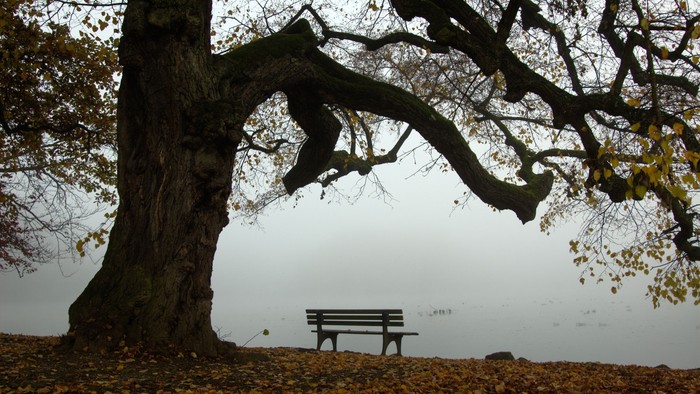 Ein großer Baum mit einem Parkbank darunter, umgeben von gefallenen Blättern