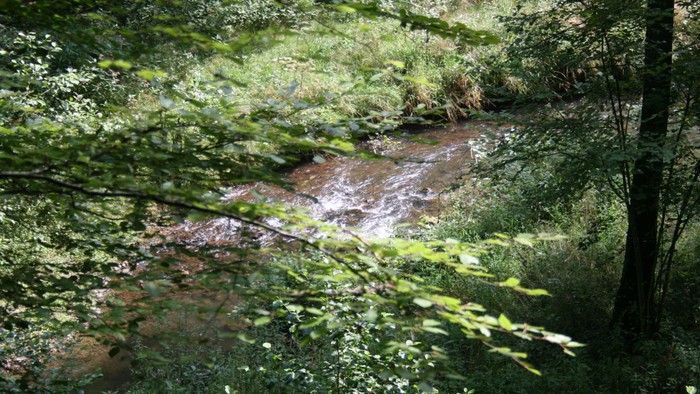 Ein kleiner Bach fließt durch einen grünen Wald.