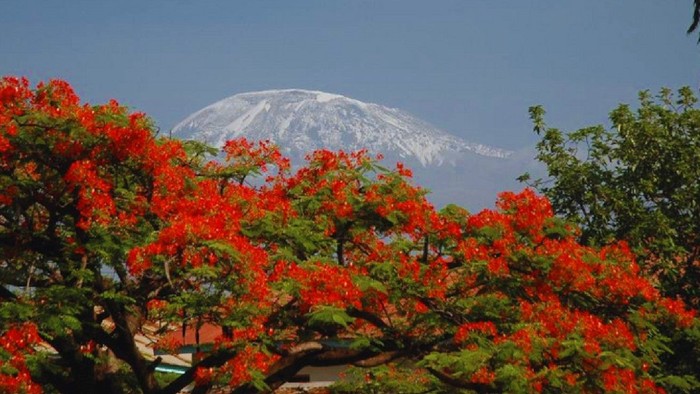 Leuchtend rote Blumen vor schneebedeckten Bergen