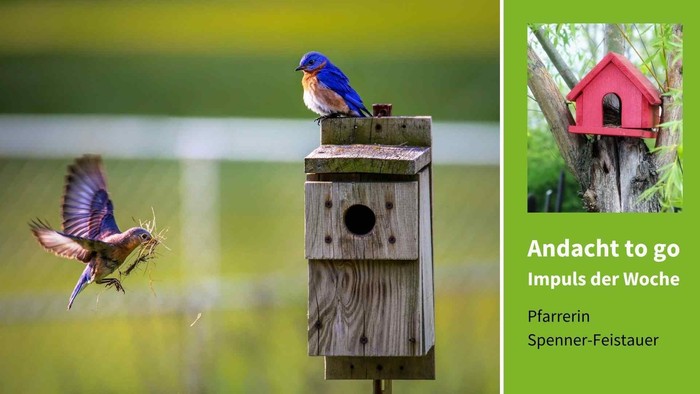 Vögel bei der Nahrungssuche und in Nistkästen