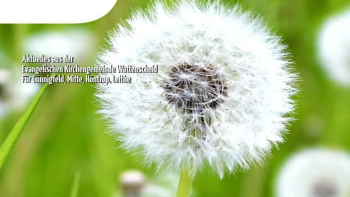 Kopf einer Pusteblume (Löwenzahn).