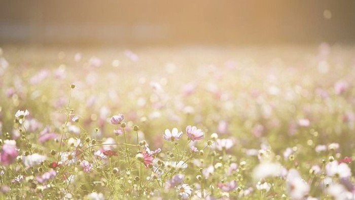 Ein Feld voller blühender rosa und weißer Blumen im Sonnenlicht