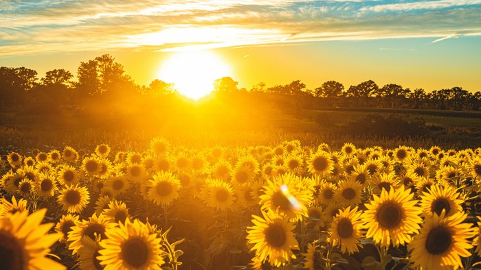 Sonnenblumenfeld im Sonnenlicht