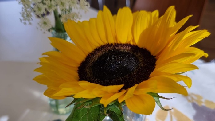 Eine einzelne Sonnenblume in einer Vase auf einem Tisch.