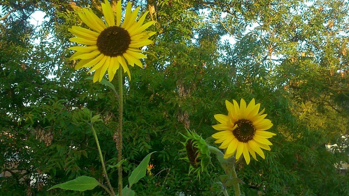 Zwei Sonnenblumen von unten nach oben vor einem grünen Baum aufgenommen.